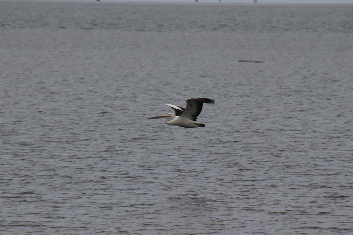 pelikán australský - ML613301980