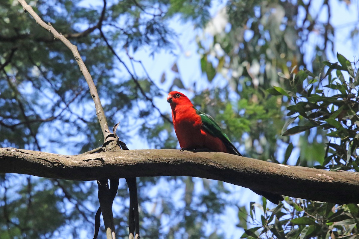 Avustralya Kral Papağanı - ML613301986
