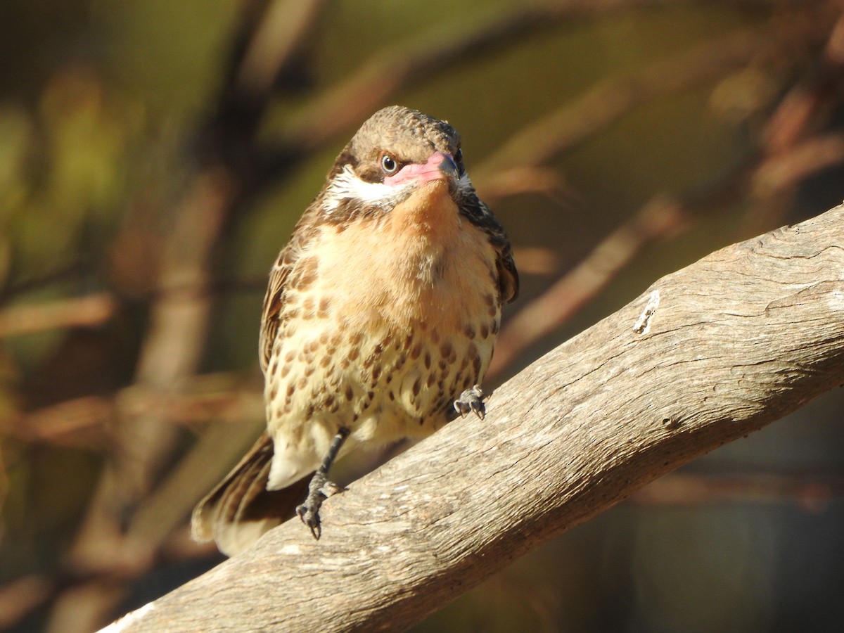 Spiny-cheeked Honeyeater - ML613301992