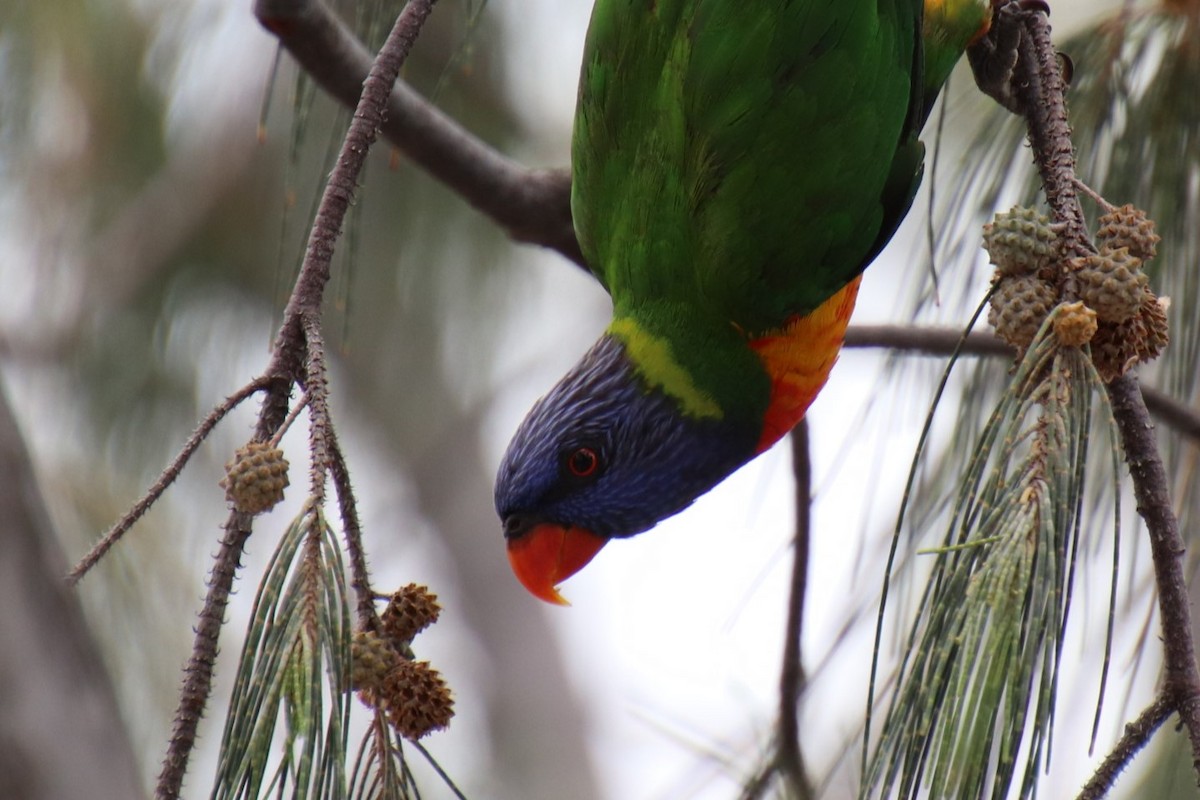 Rainbow Lorikeet - Heron Ray