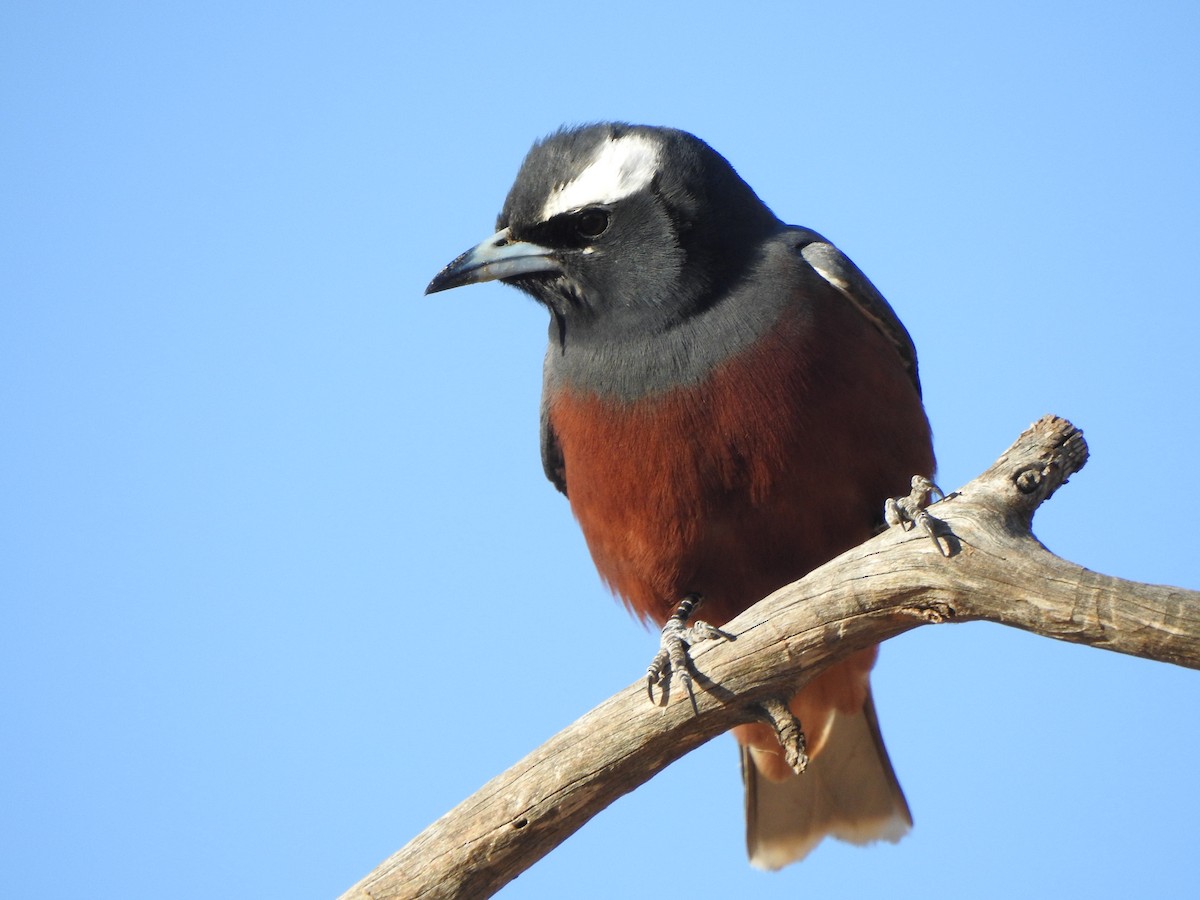 White-browed Woodswallow - Kerry Vickers