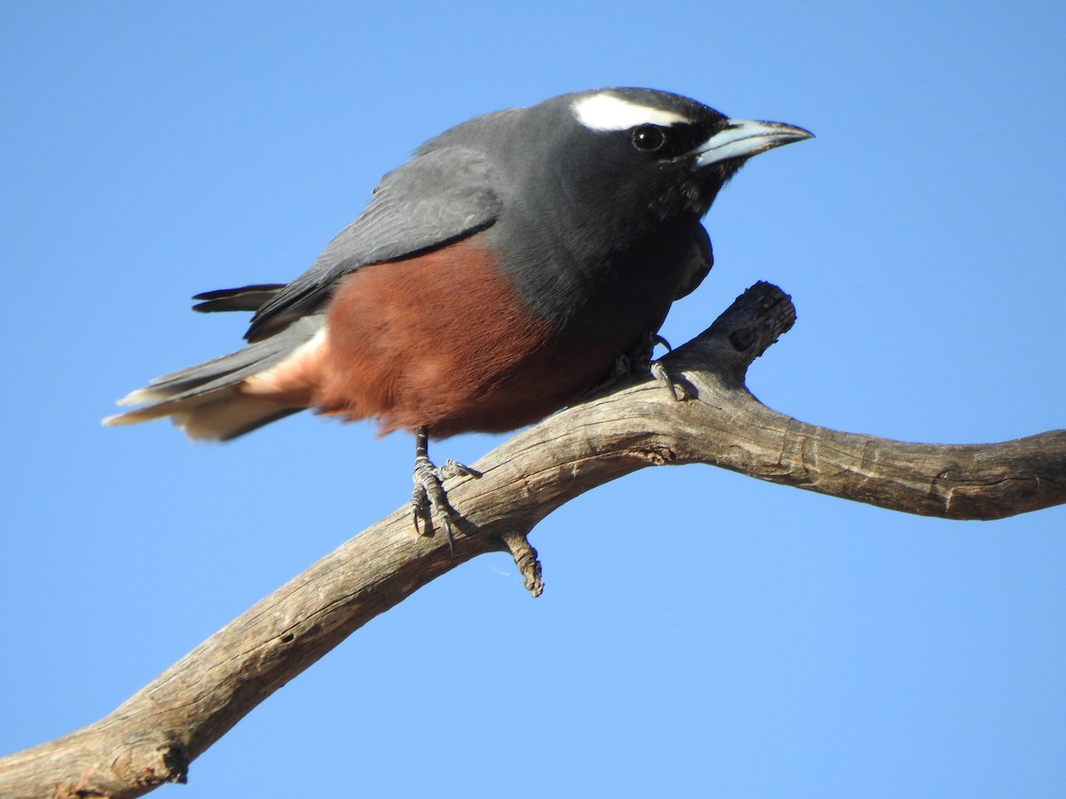 White-browed Woodswallow - ML613302017