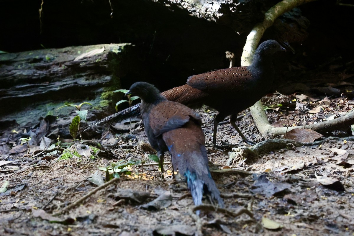 Mountain Peacock-Pheasant - ML613302020