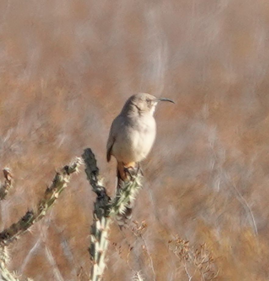 LeConte's Thrasher (LeConte's) - Eric Hough