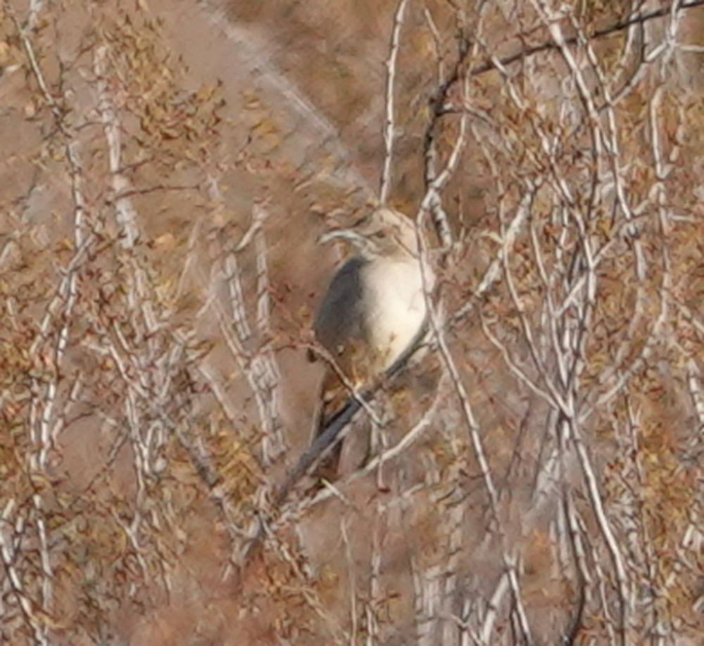 LeConte's Thrasher (LeConte's) - Eric Hough