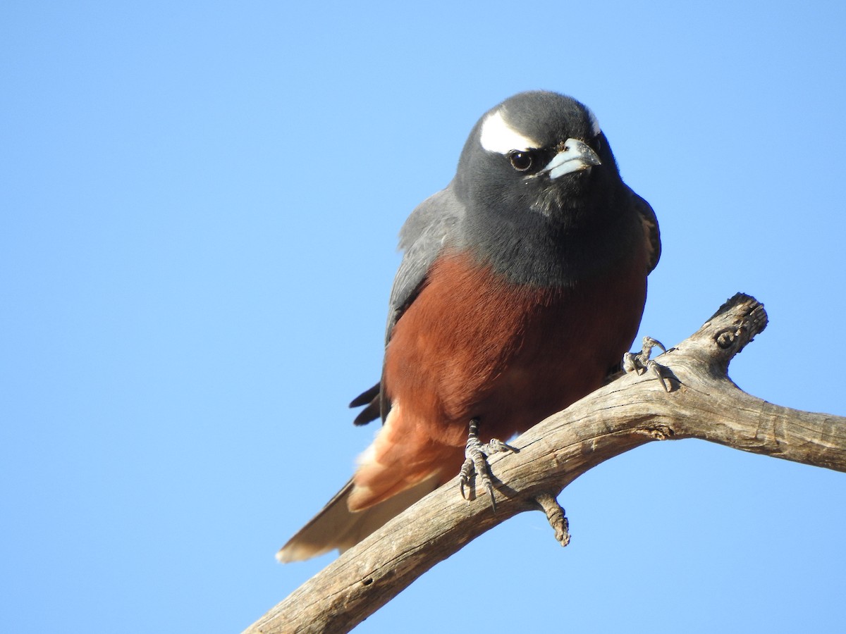 White-browed Woodswallow - ML613302030