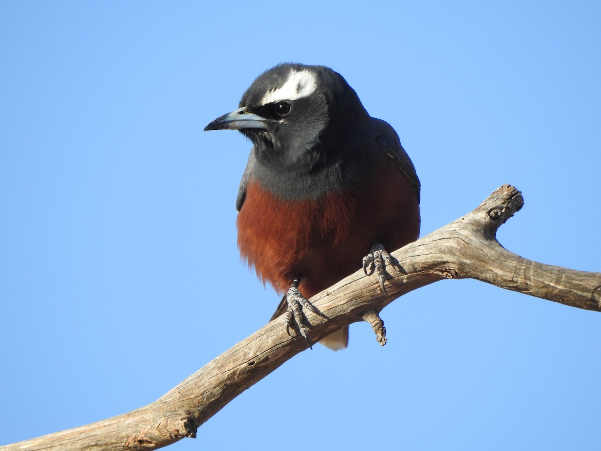 White-browed Woodswallow - ML613302031