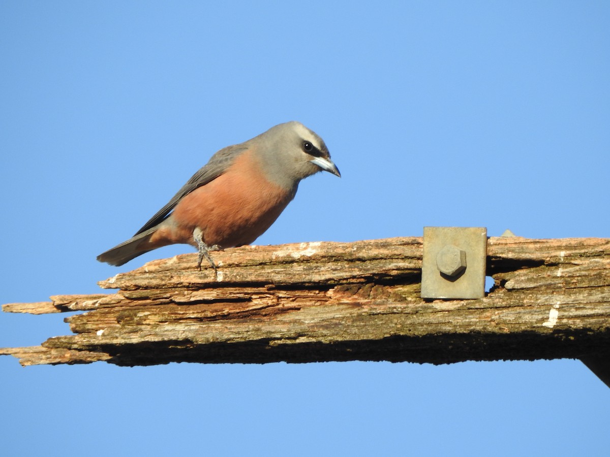 White-browed Woodswallow - ML613302032