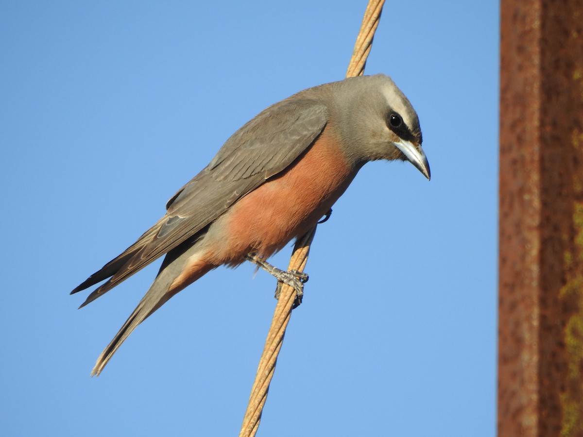 White-browed Woodswallow - ML613302033