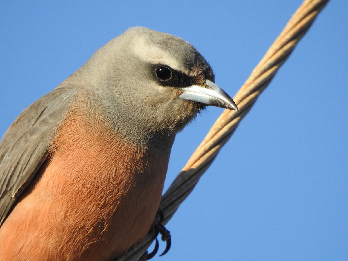 White-browed Woodswallow - Kerry Vickers