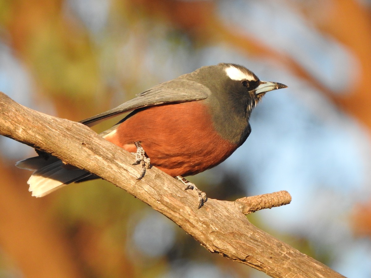 White-browed Woodswallow - ML613302041