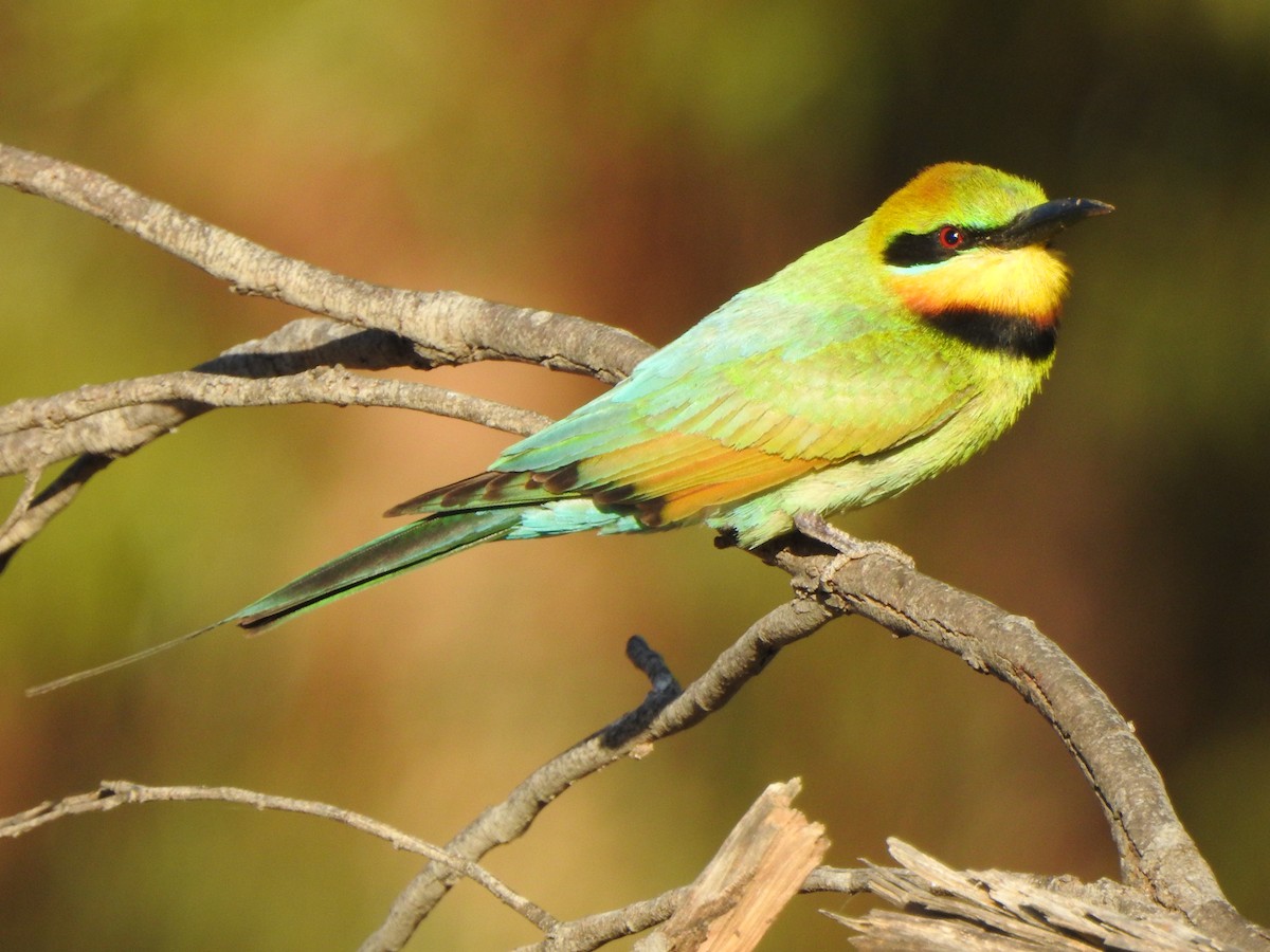 Rainbow Bee-eater - ML613302049