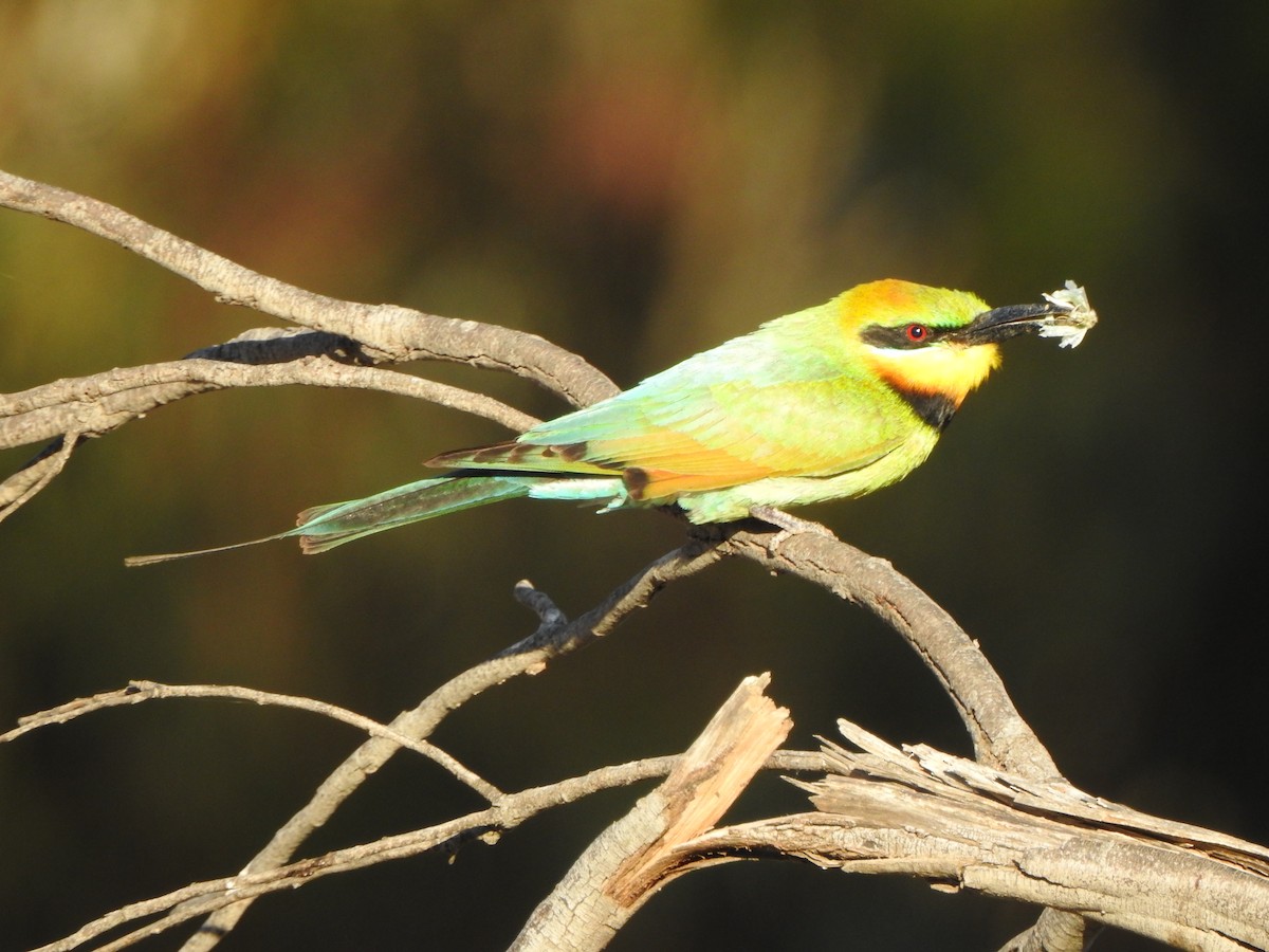 Rainbow Bee-eater - ML613302050