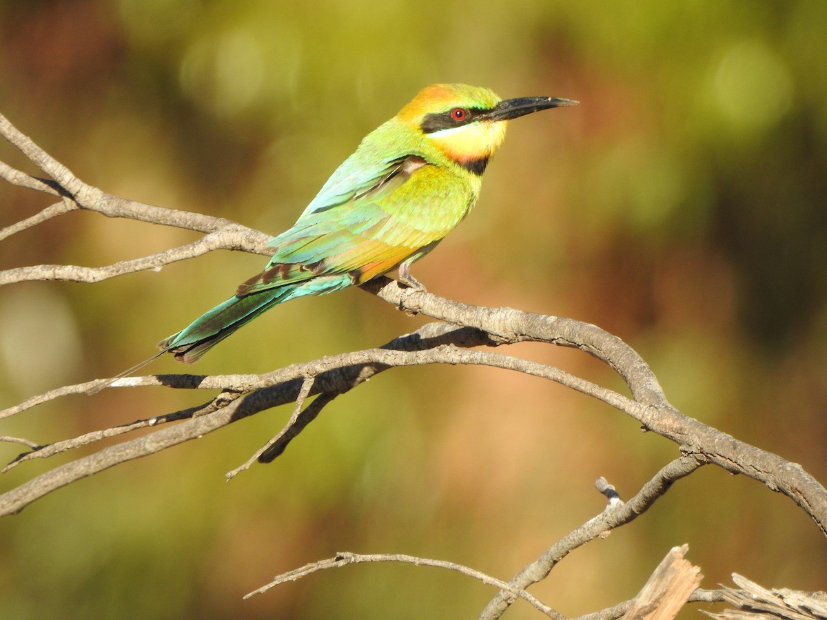 Rainbow Bee-eater - ML613302051