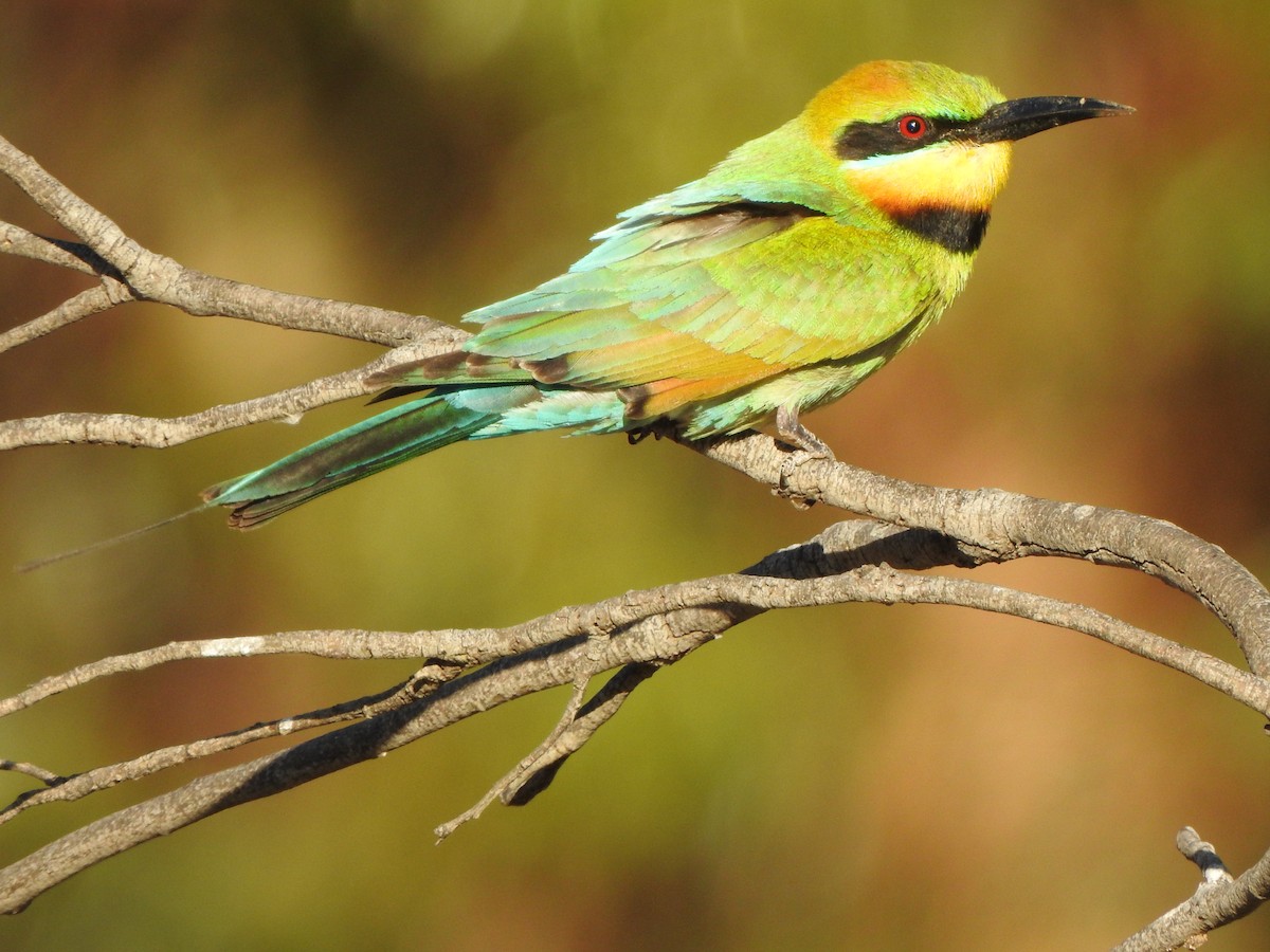 Rainbow Bee-eater - ML613302052