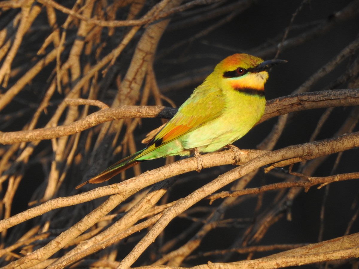 Rainbow Bee-eater - ML613302055