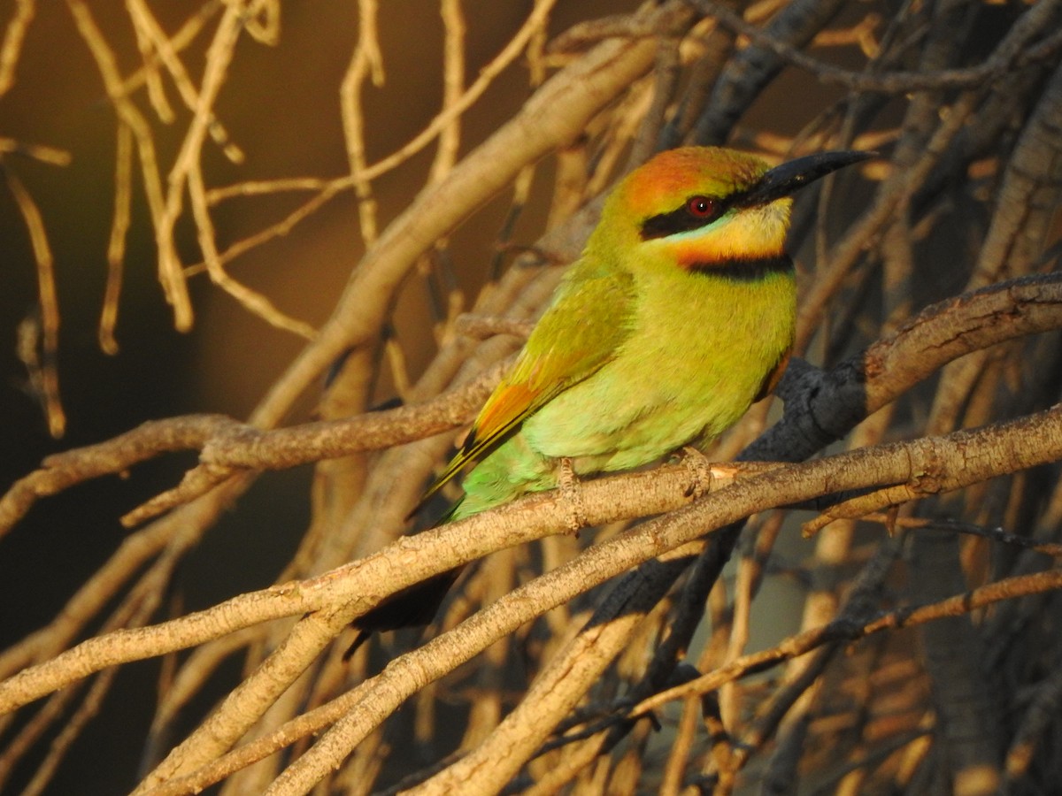 Rainbow Bee-eater - ML613302056