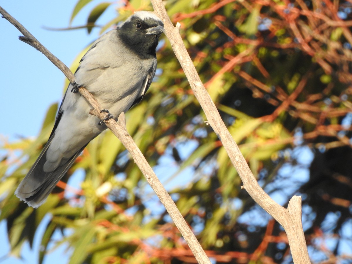 Black-faced Cuckooshrike - ML613302059