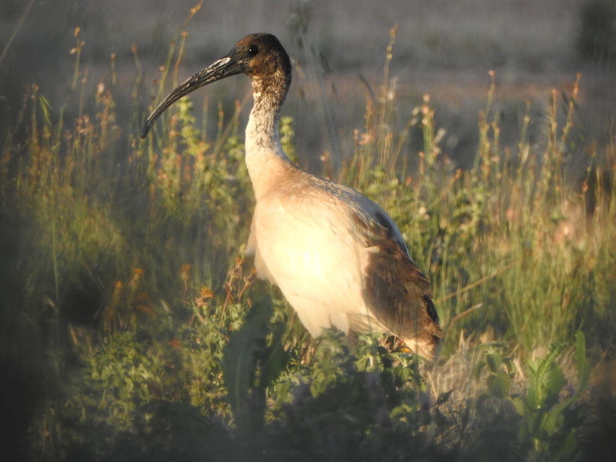 Australian Ibis - ML613302086