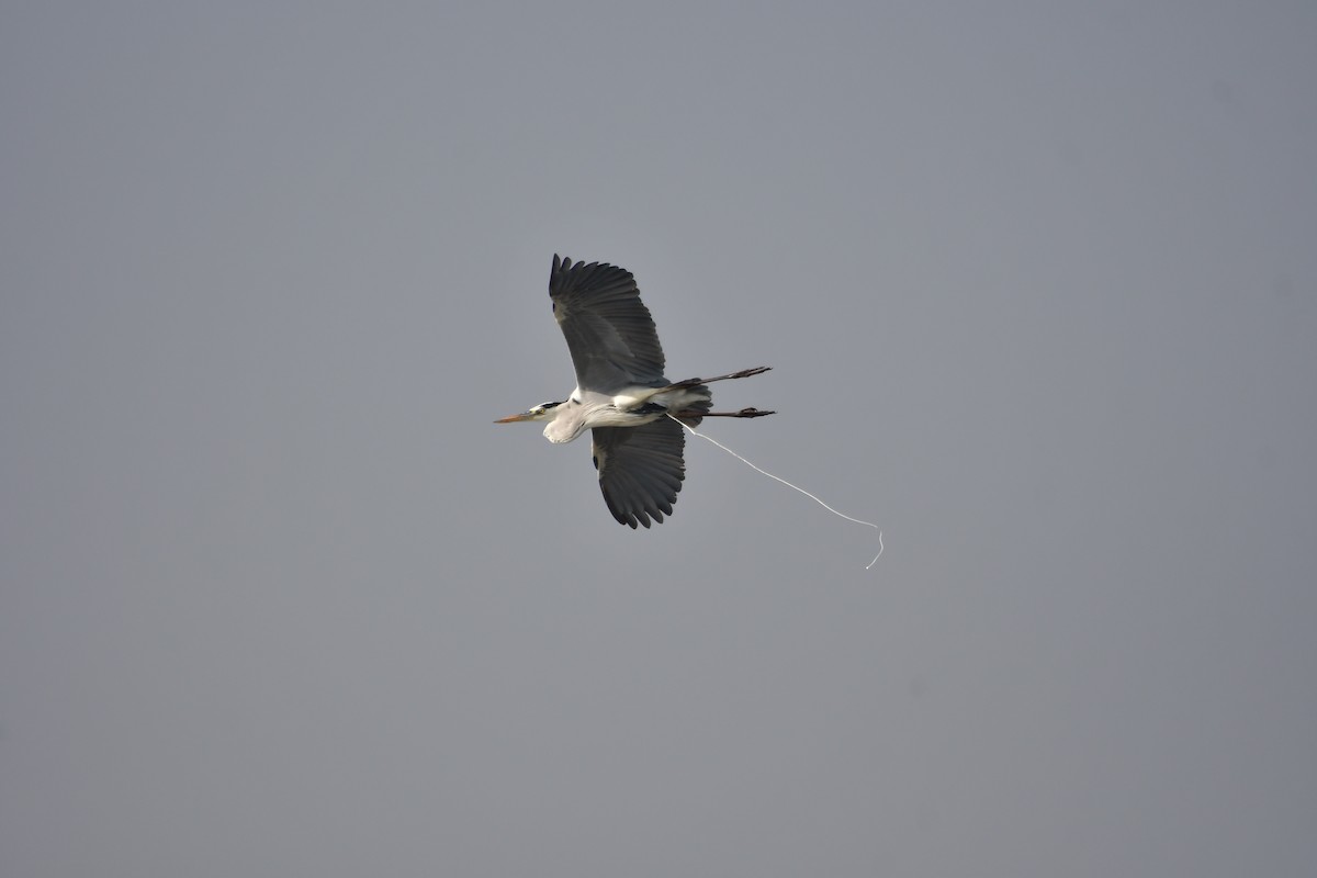 Gray Heron - ML613302122