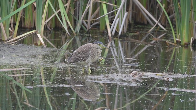 Nankeen Night Heron - ML613302142