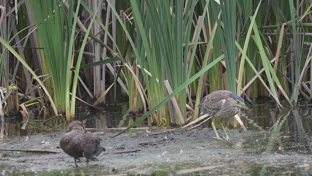 Nankeen Night Heron - ML613302144