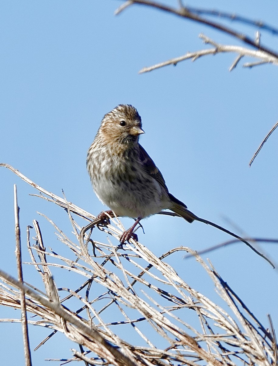 Redpoll (Lesser) - ML613302161