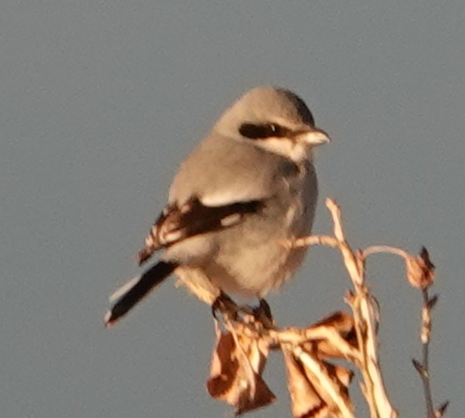 Loggerhead Shrike - ML613302167