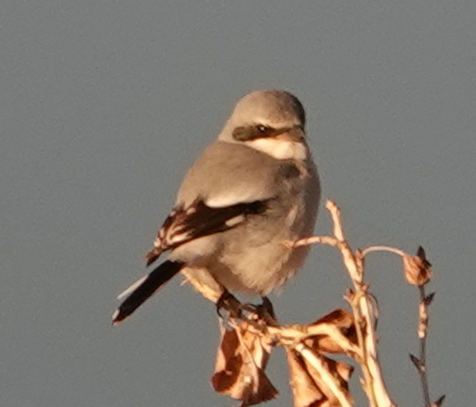 Loggerhead Shrike - ML613302180