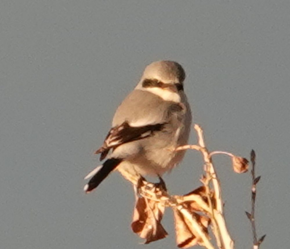 Loggerhead Shrike - ML613302183