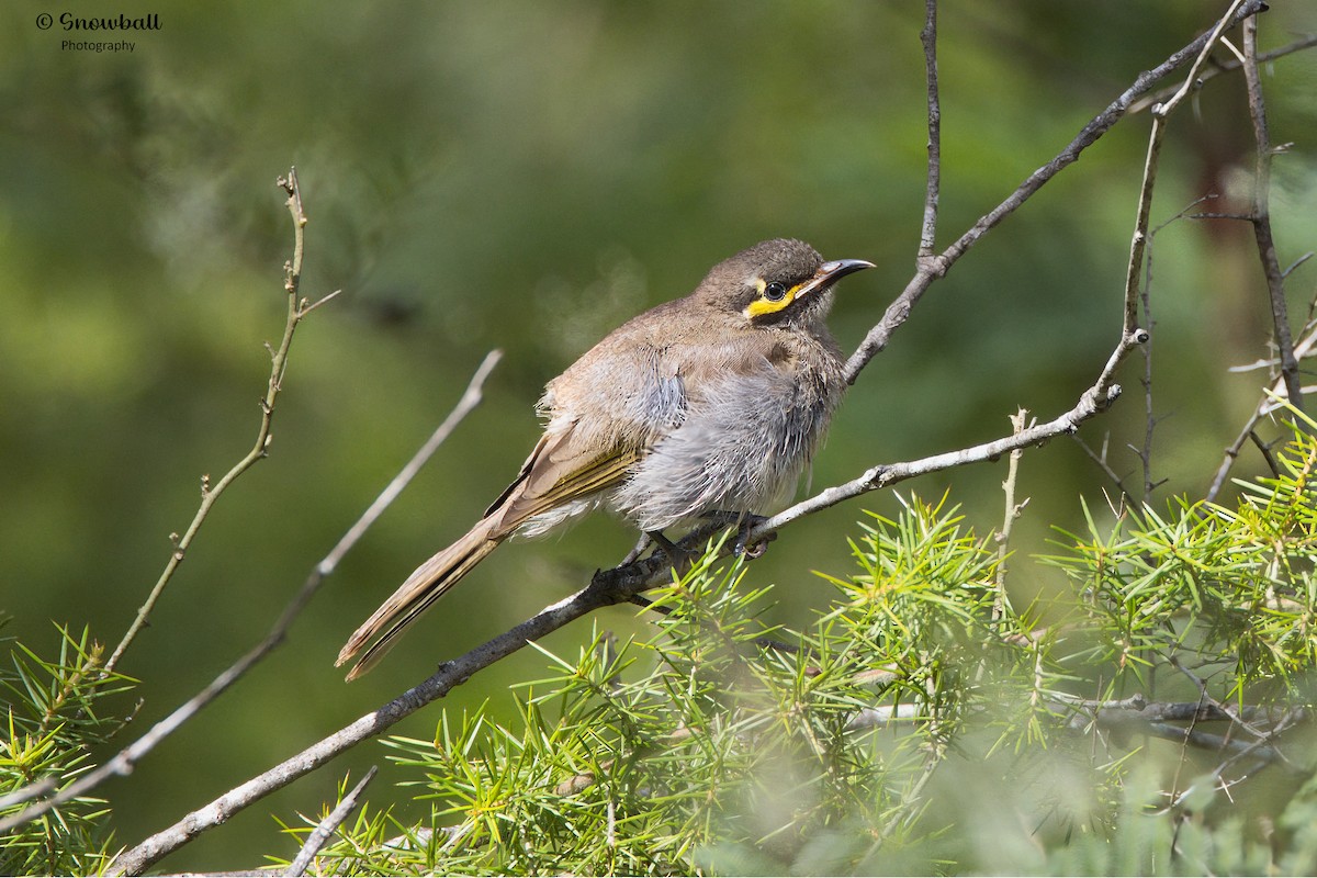 Yellow-faced Honeyeater - ML613302186