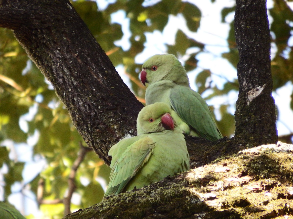 Rose-ringed Parakeet - Ross Thompson