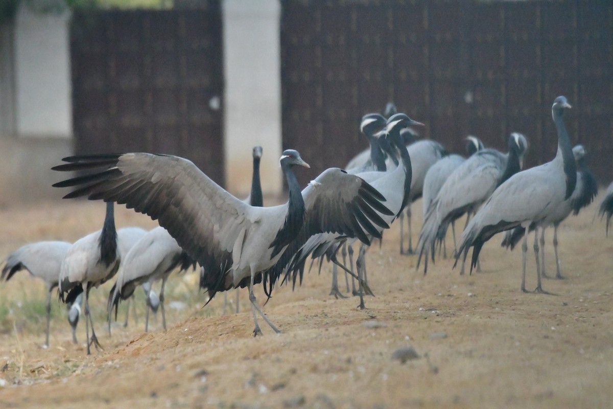 Demoiselle Crane - Arvindkumar Naicker