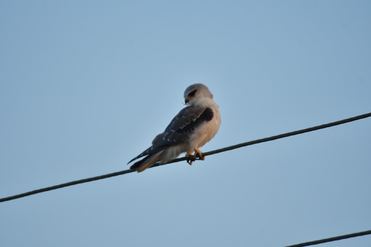 Black-winged Kite - Arvindkumar Naicker