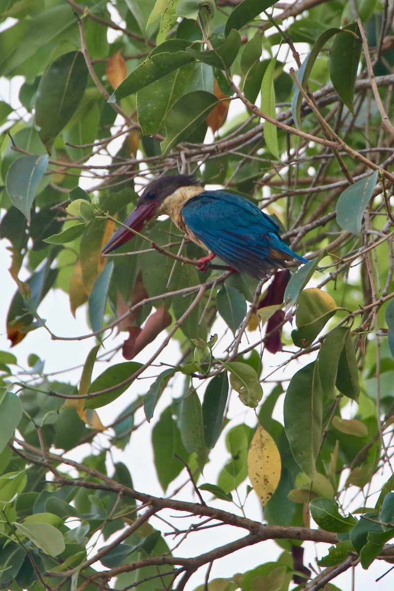 Stork-billed Kingfisher - Saji P Mathew OFM