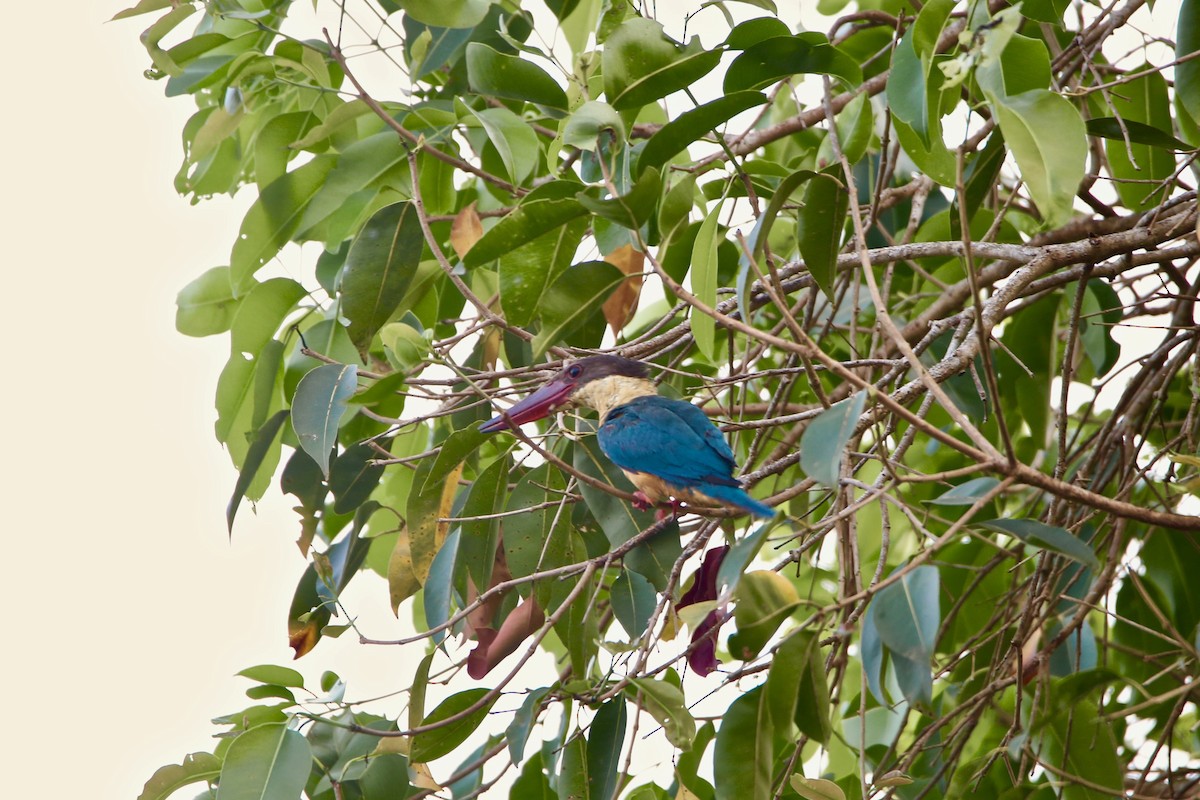 Stork-billed Kingfisher - Saji P Mathew OFM