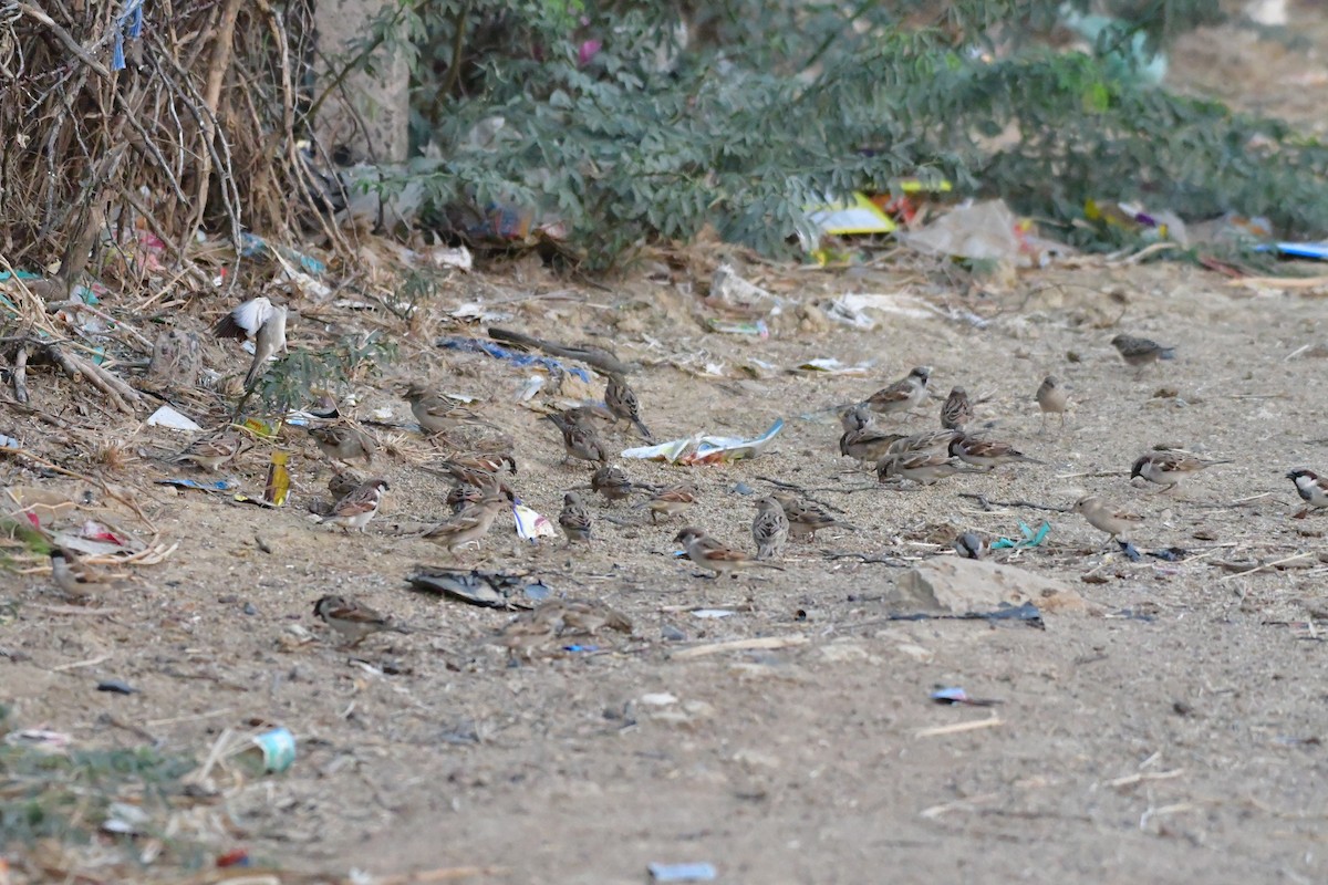 House Sparrow - Arvindkumar Naicker