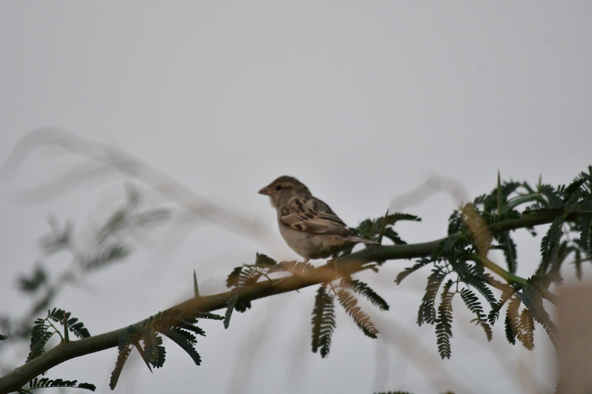 House Sparrow - Arvindkumar Naicker