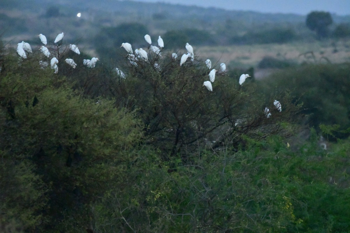 white egret sp. - Arvindkumar Naicker