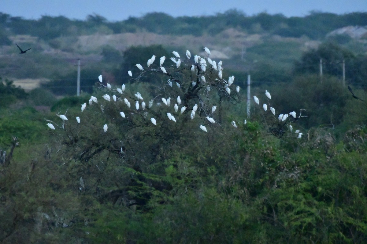 tanımsız Egretta/Bubulcus/Ardea sp. - ML613302301