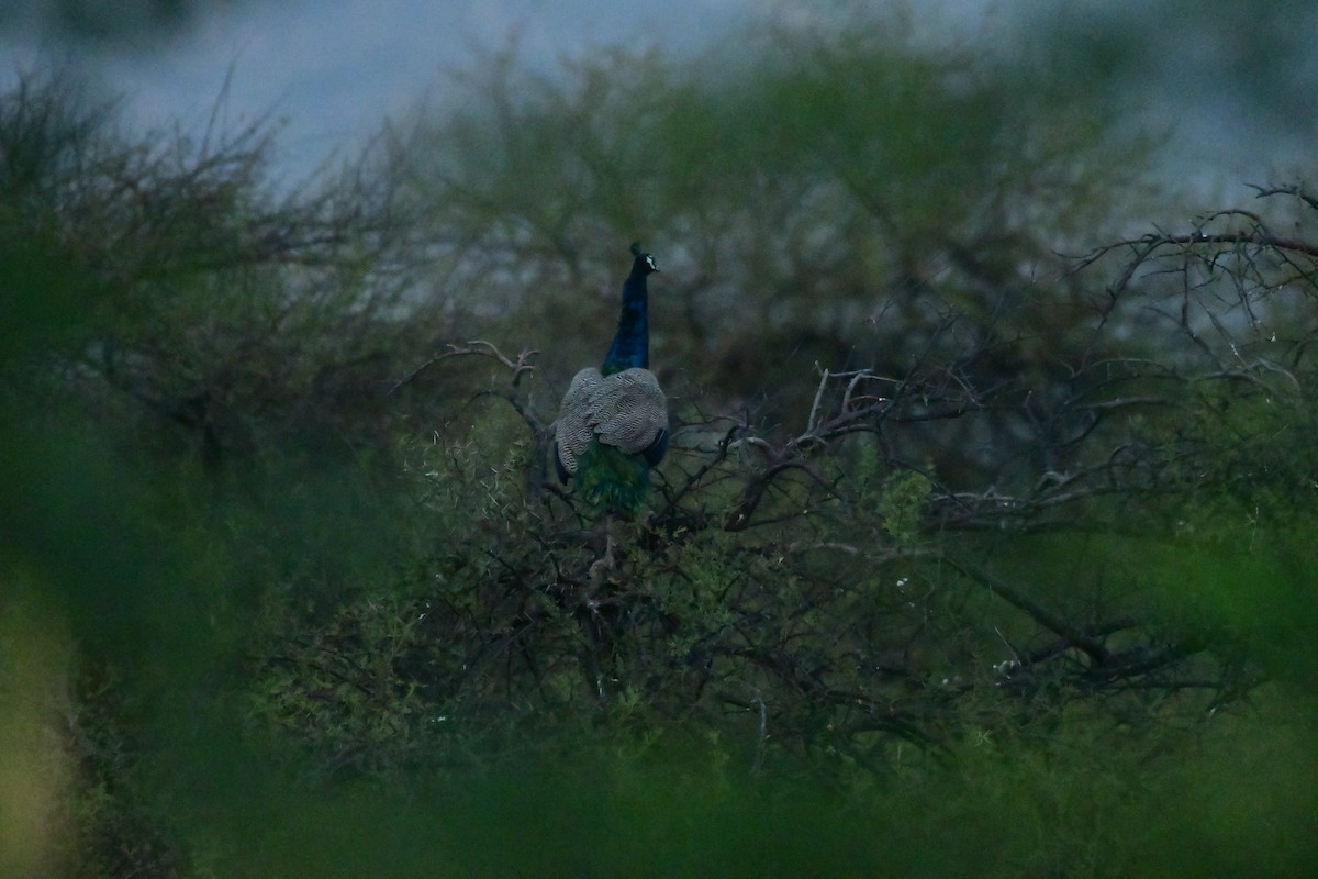 Indian Peafowl - Arvindkumar Naicker