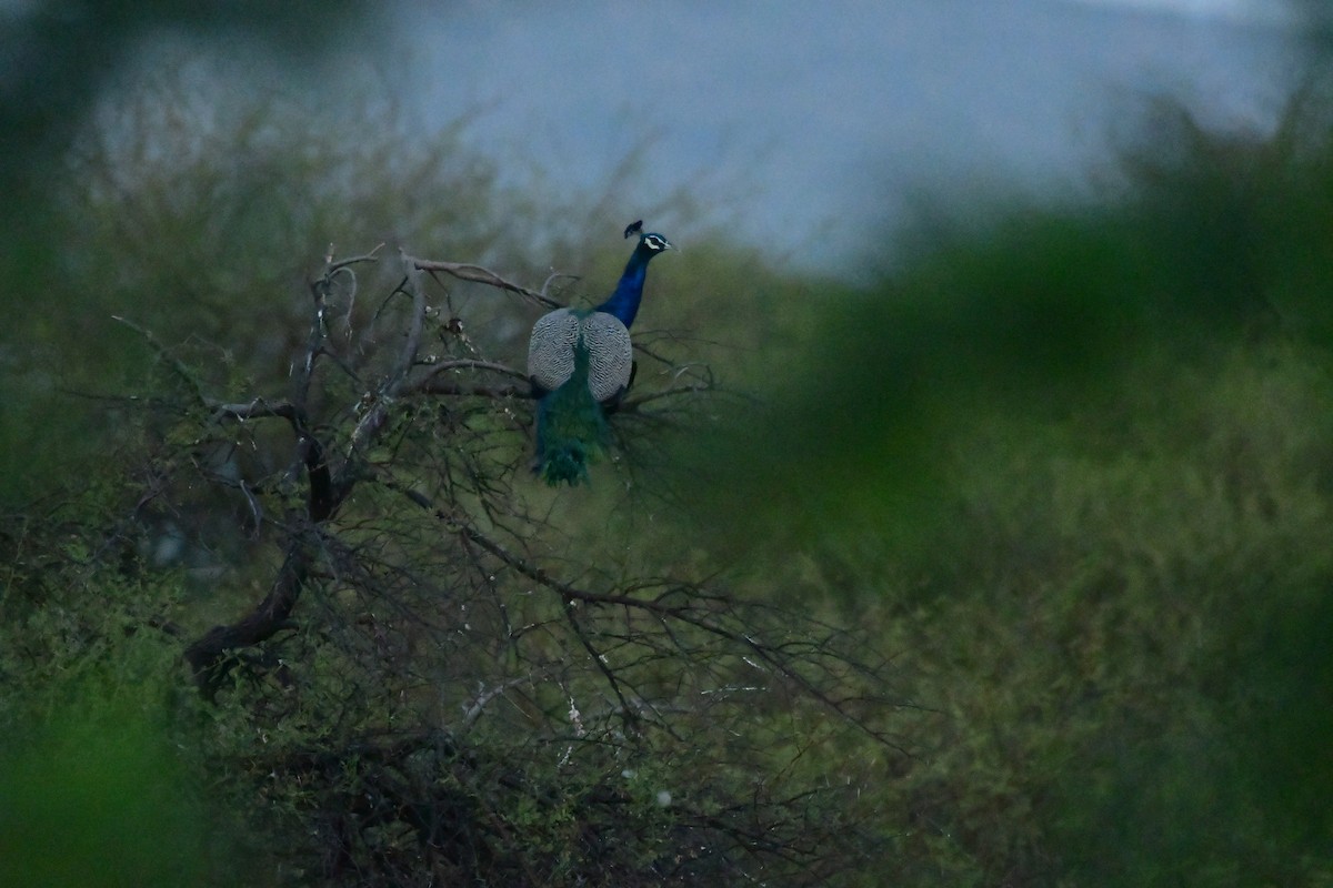 Indian Peafowl - ML613302307