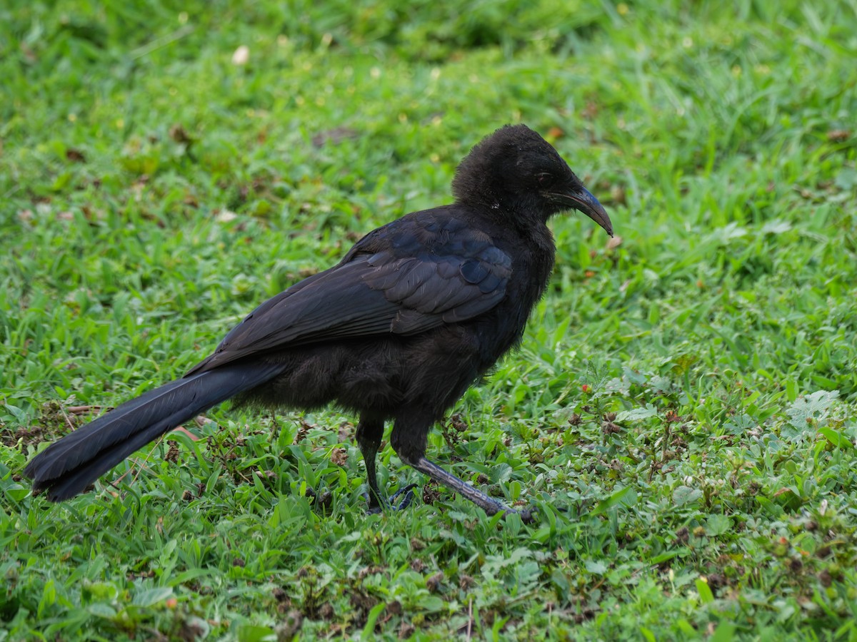 White-winged Chough - ML613302308