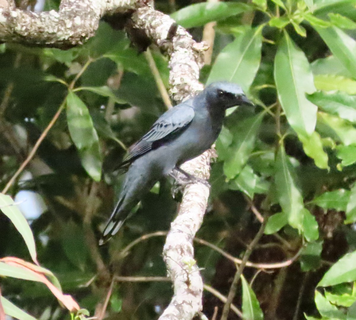 Common Cicadabird - Christine Rand