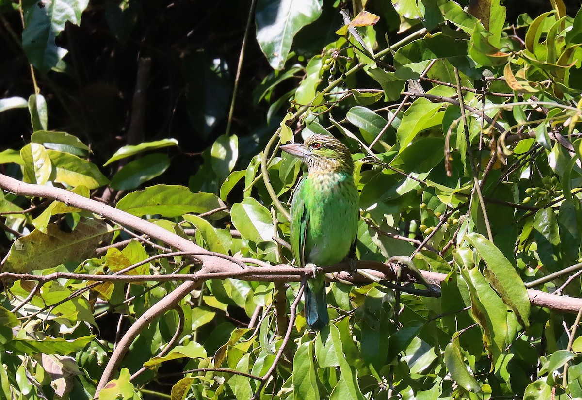 Green-eared Barbet - Wayne Paes