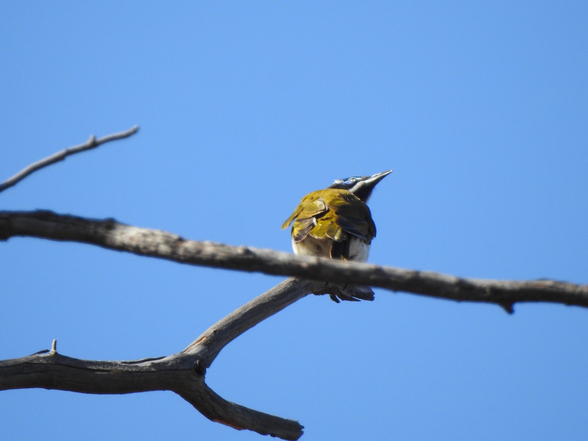 Blue-faced Honeyeater - ML613302349