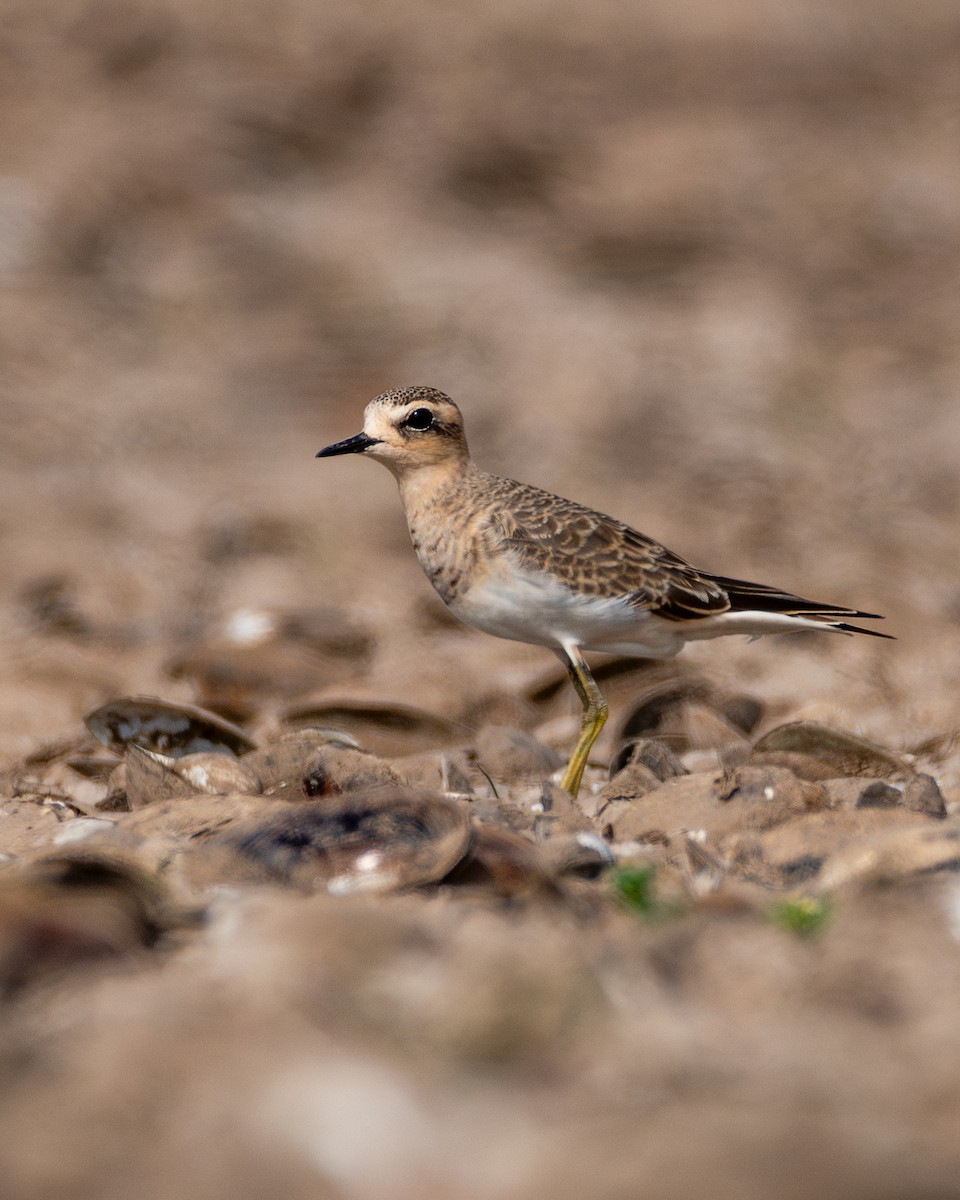 Caspian Plover - Swami Bogim