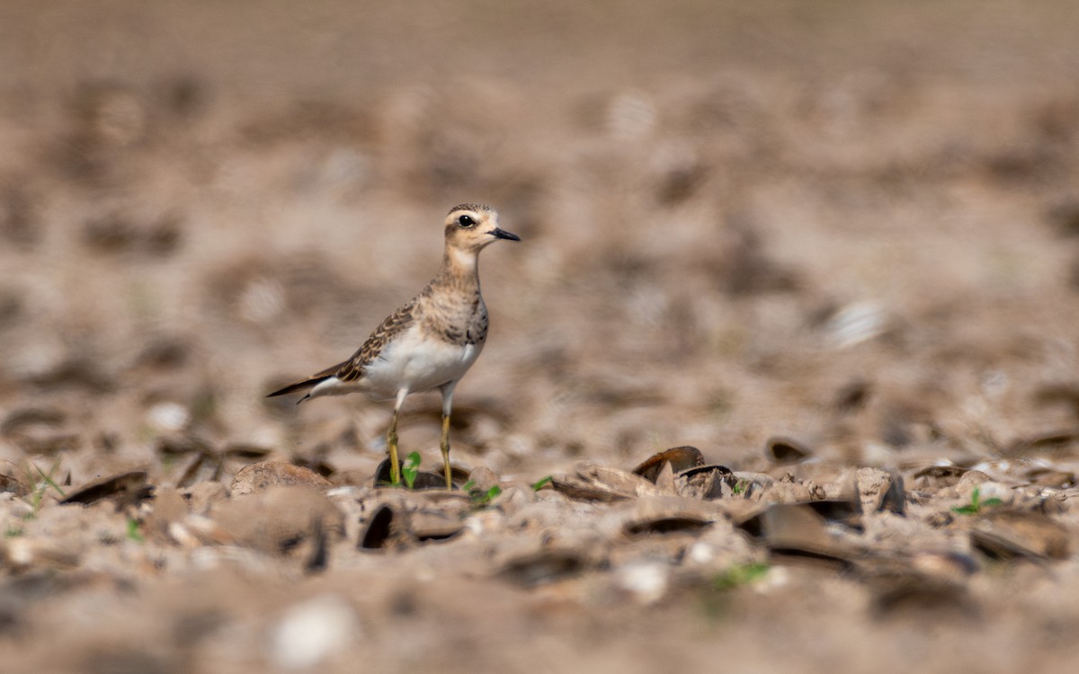 Caspian Plover - ML613302381