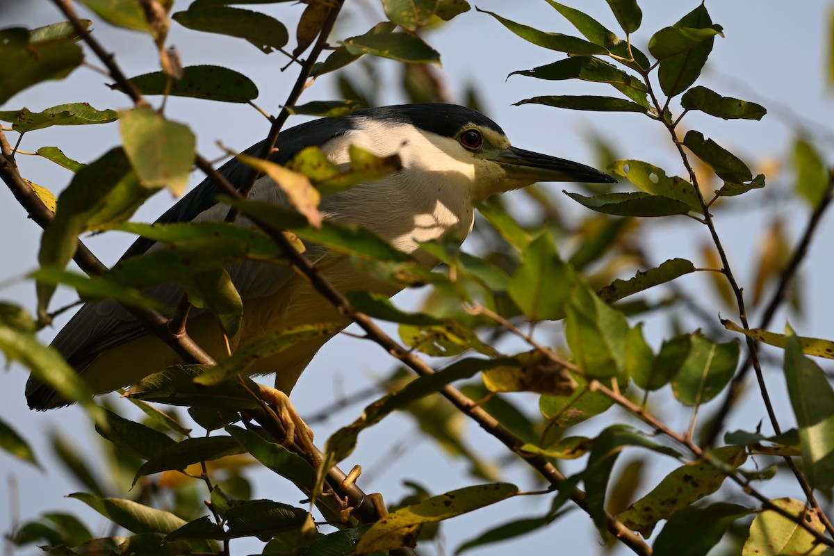 Black-crowned Night Heron (Eurasian) - ML613302405