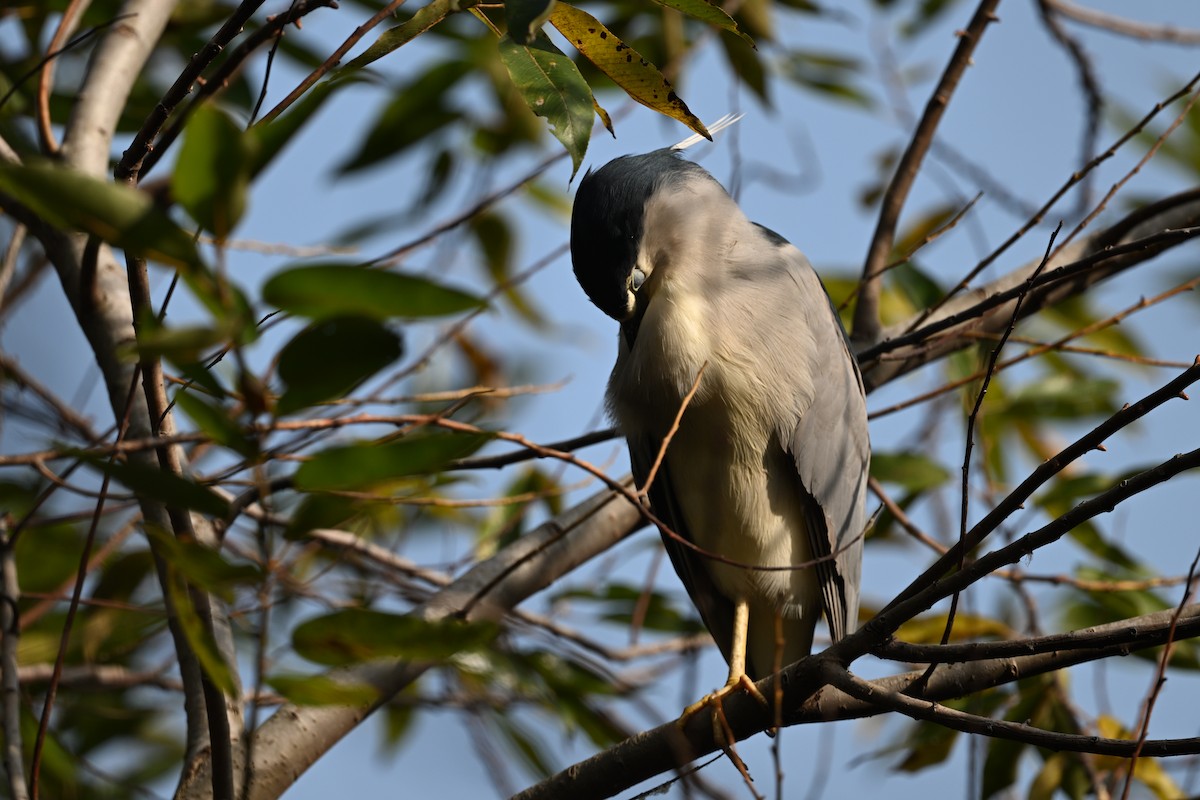 Black-crowned Night Heron (Eurasian) - ML613302407